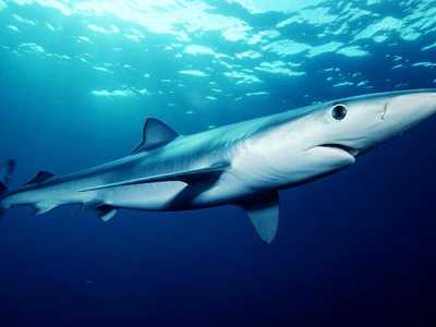 La verdesca (Prionace glauca) Foto by Mark Conlin
